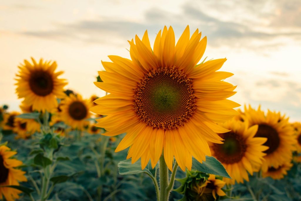 solstizio estivo con girasole